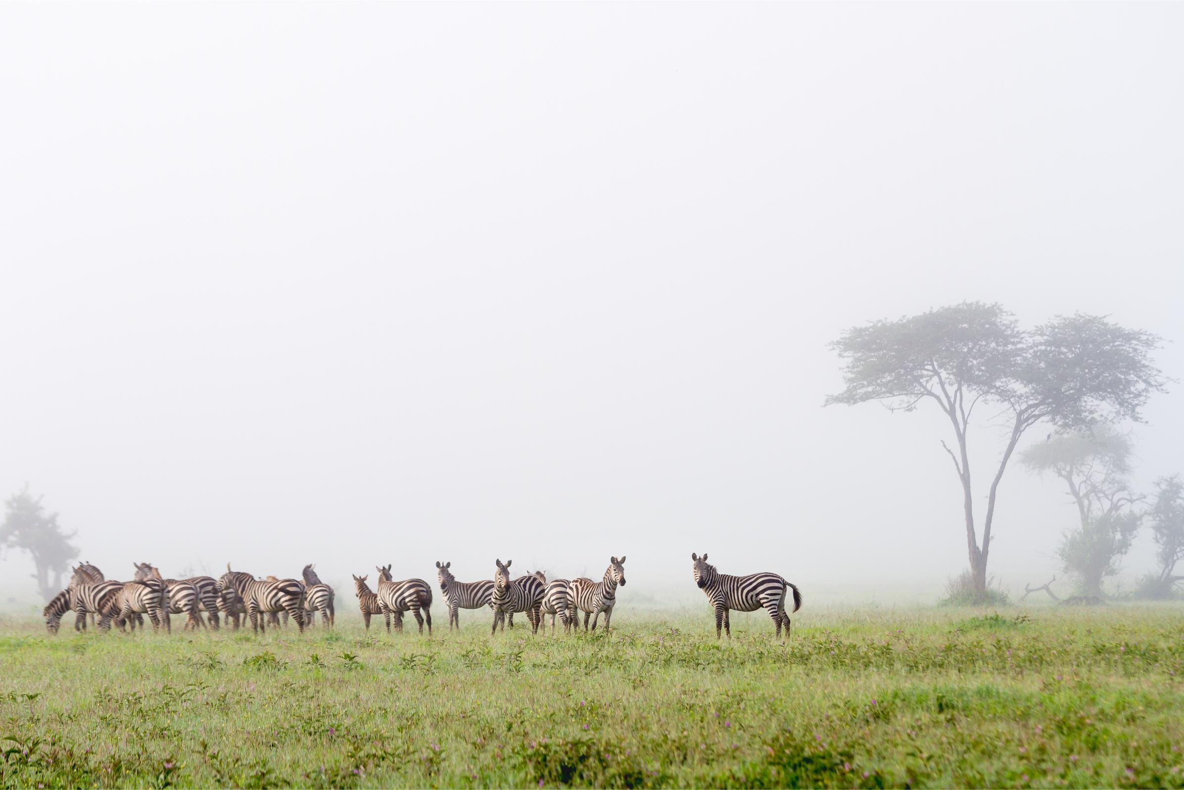 Zebras crossing a misty East African savanna at dawn